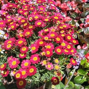 Meet your Posher, Tierney